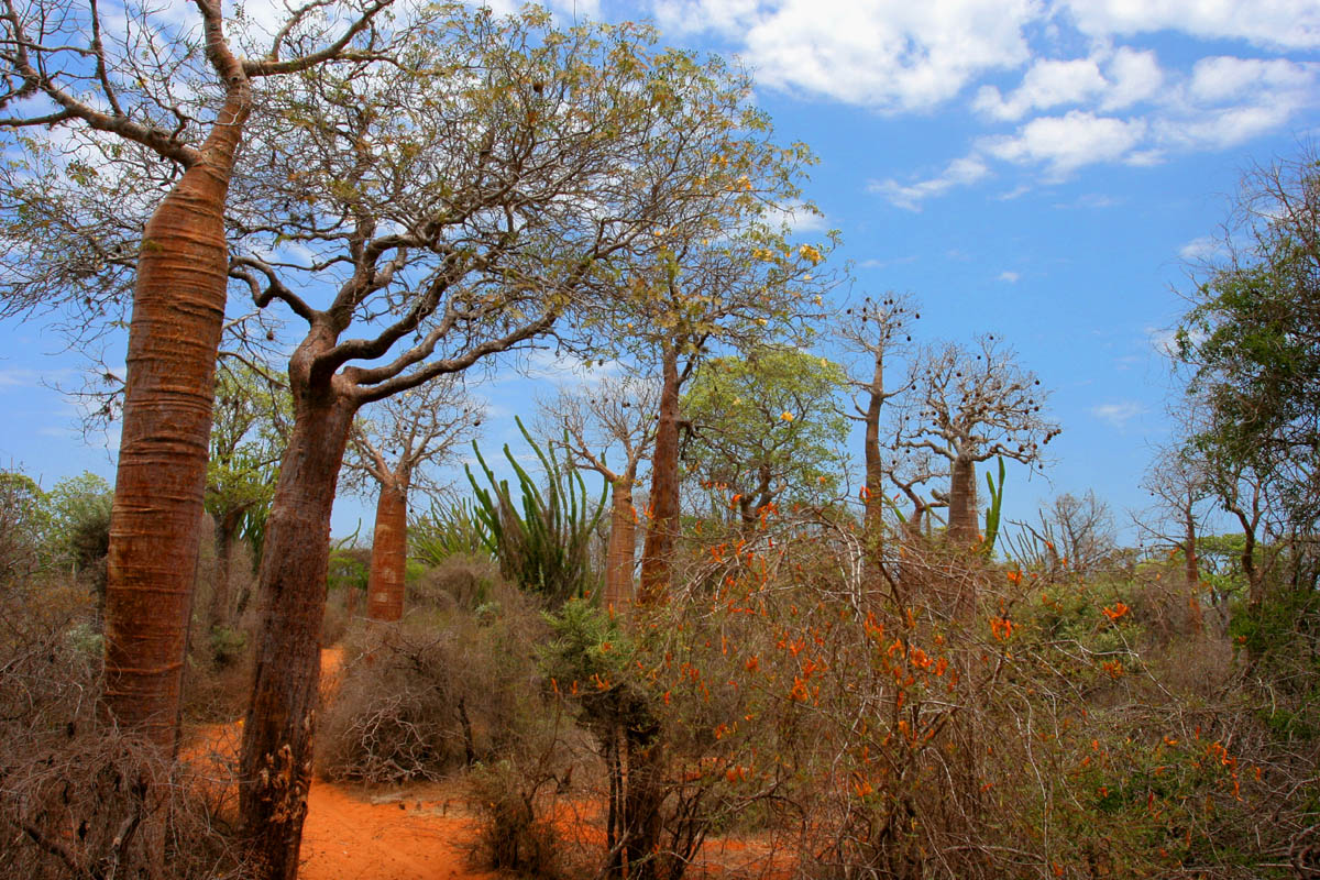 BCCA Community_Where the trees bring the energy